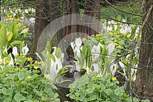 Asian skunk-cabbage Lysichiton camtschatcensis, in natural habitat